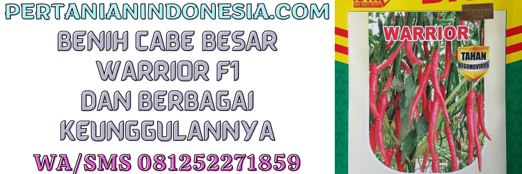 benih,cabe,cabe besar,warrior,f1,cap kapal terbang,bisi,pertanian indonesia